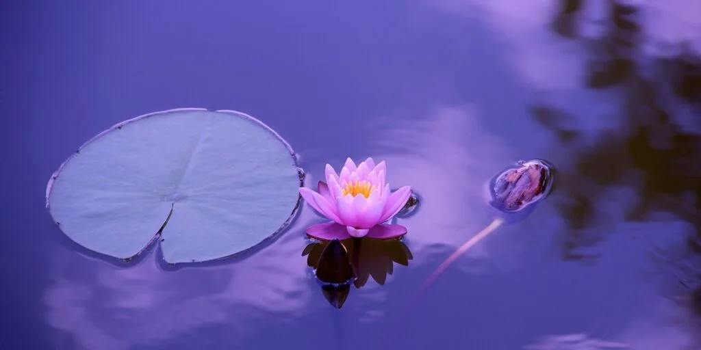 幻想的な湖面に浮かぶ蓮の花と葉